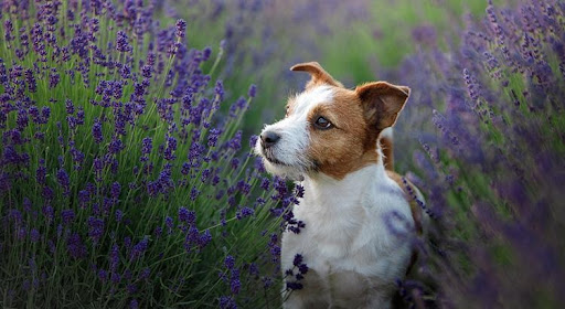 Some of The Most Effective Home Remedies For Dogs with Specific Issues