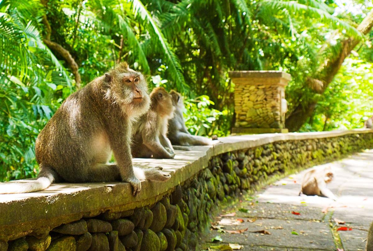 Travel guide to Ubud Monkey Forest in Bali