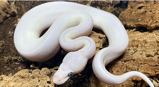 What are the best pet snakes to have