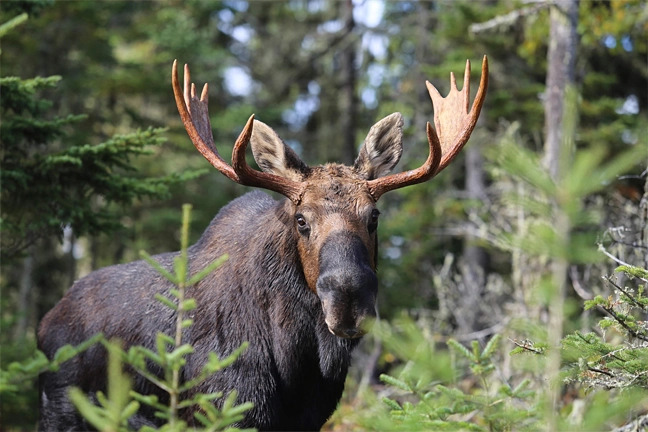 Can a human outrun a moose?