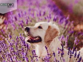 5 Reasons Why Lavender Essential Oil Is Good For Dogs