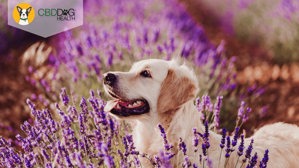5 Reasons Why Lavender Essential Oil Is Good For Dogs