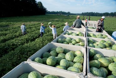 Tips to Protect Your Watermelon Farm