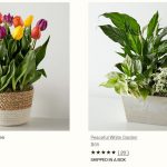 What Are the Best Ways to Send Flowers Online?