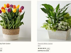 What Are the Best Ways to Send Flowers Online?