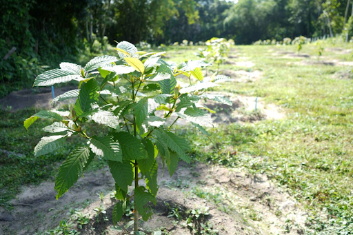 Everything You Need To Know About Plantation Grade Kratom